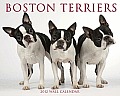 Just Boston Terriers