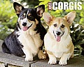 Just Corgis