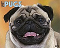 Just Pugs