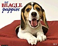 Beagle Puppies