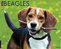 Beagles