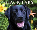 Black Labs