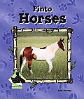 Pinto Horses