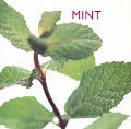 Mint (Little Kitchen Collection)