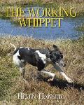 Working Whippet