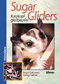 Sugar Gliders. Kurzkopfgleitbeutler