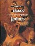 Diario de Grandes Felinos: Leones