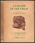 Falcon In The Field
