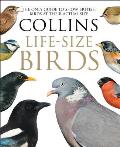 Collins Life Size Birds