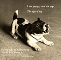 I Am Puppy Hear Me Yap The Ages Of Dog