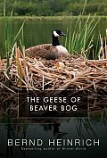 Geese Of Beaver Bog