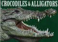 Crocodiles & Alligators