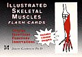 Illustrated Skeletal & Muscle Flash Cards