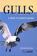 Gulls Guide To Identification 2nd Edition