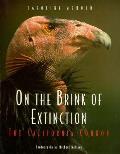 California Condor On The Brink Of Extinc