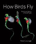 How Birds Fly: The Science and Art of Avian Flight