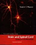 Form & Function in the Brain & Spinal Cord Perspectives of a Neurologist