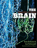 Brain Big Bangs Behaviors & Beliefs