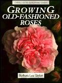 Growing Old Fashioned Roses