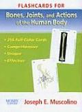 Flashcards for Bones Joints & Actions of the Human Body
