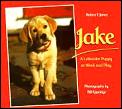 Jake A Labrador Puppy At Work & Play