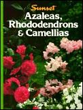 Azaleas Rhododendrons Camellias