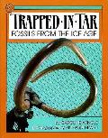 Trapped In Tar Fossils From The Ice Age