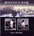 Penguins At Home Gentoos Of Antarctica