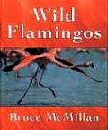 Wild Flamingos