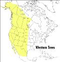 Field Guide to Western Trees Western United States & Canada