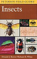 Peterson Field Guide To Insects America North Of Mexico