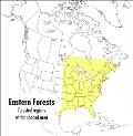 Field Guide to Eastern Forests North America