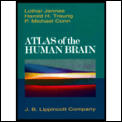 Atlas Of The Human Brain