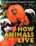How Animals Live Amazing World of Animals in the Wild