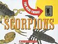 Scorpions With Real Scorpion Encased in Plastic