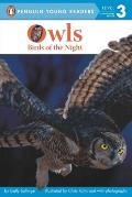 Owls Birds of the Night