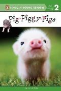 Pig Piggy Pigs