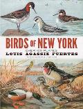 Birds of New York Over 100 Plates