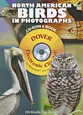 North American Birds in Photographs CD ROM & Book
