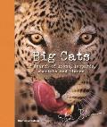 Big Cats In Search of Lions Leopards Cheetahs & Tigers