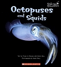 Octopuses & Squids