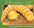 Mealworms Life Nature Upclose