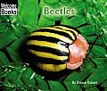 Beetles Animals Of The World