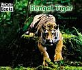 Bengal Tiger Animals Of The World