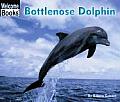 Bottlenose Dolphin Animals Of The World