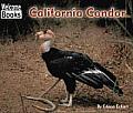 California Condor Animals Of The World