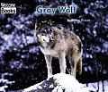 Gray Wolf Animals Of The World