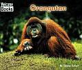 Orangutan Animals Of The World