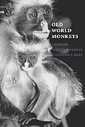 Old World Monkeys
