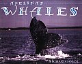 Adelinas Whales